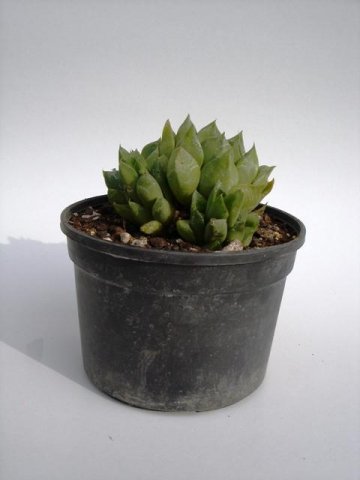 Opuntia_microdasys_f_rubra